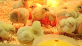 В России увеличили привес бройлеров с помощью новой пищевой добавки